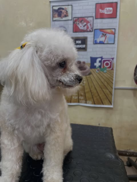 Perro atendido en Patas & Pelos