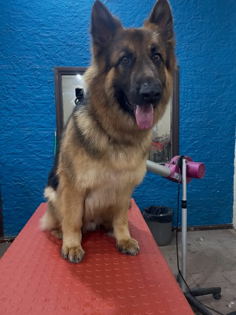 Perro atendido en Patas & Pelos