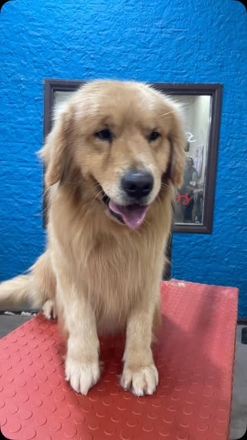 Perro atendido en Patas & Pelos