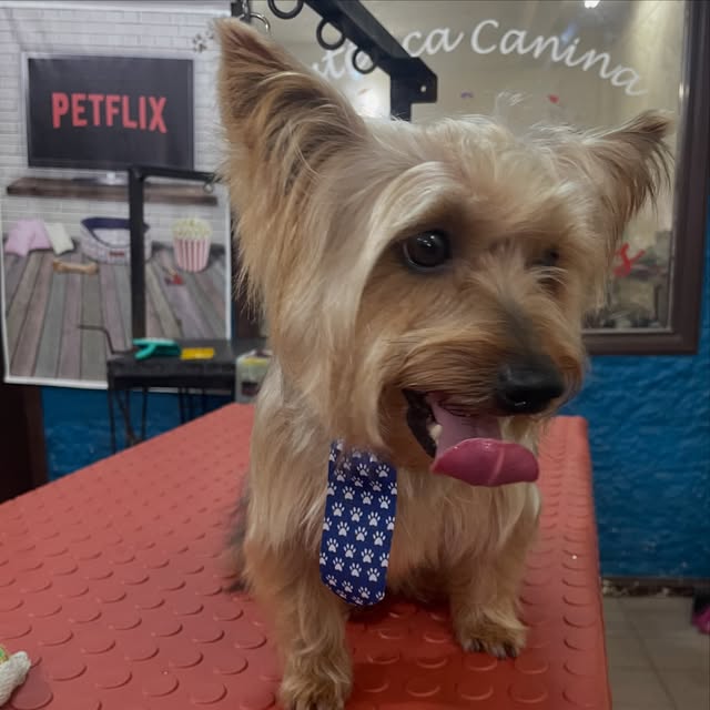Perro atendido en Patas & Pelos