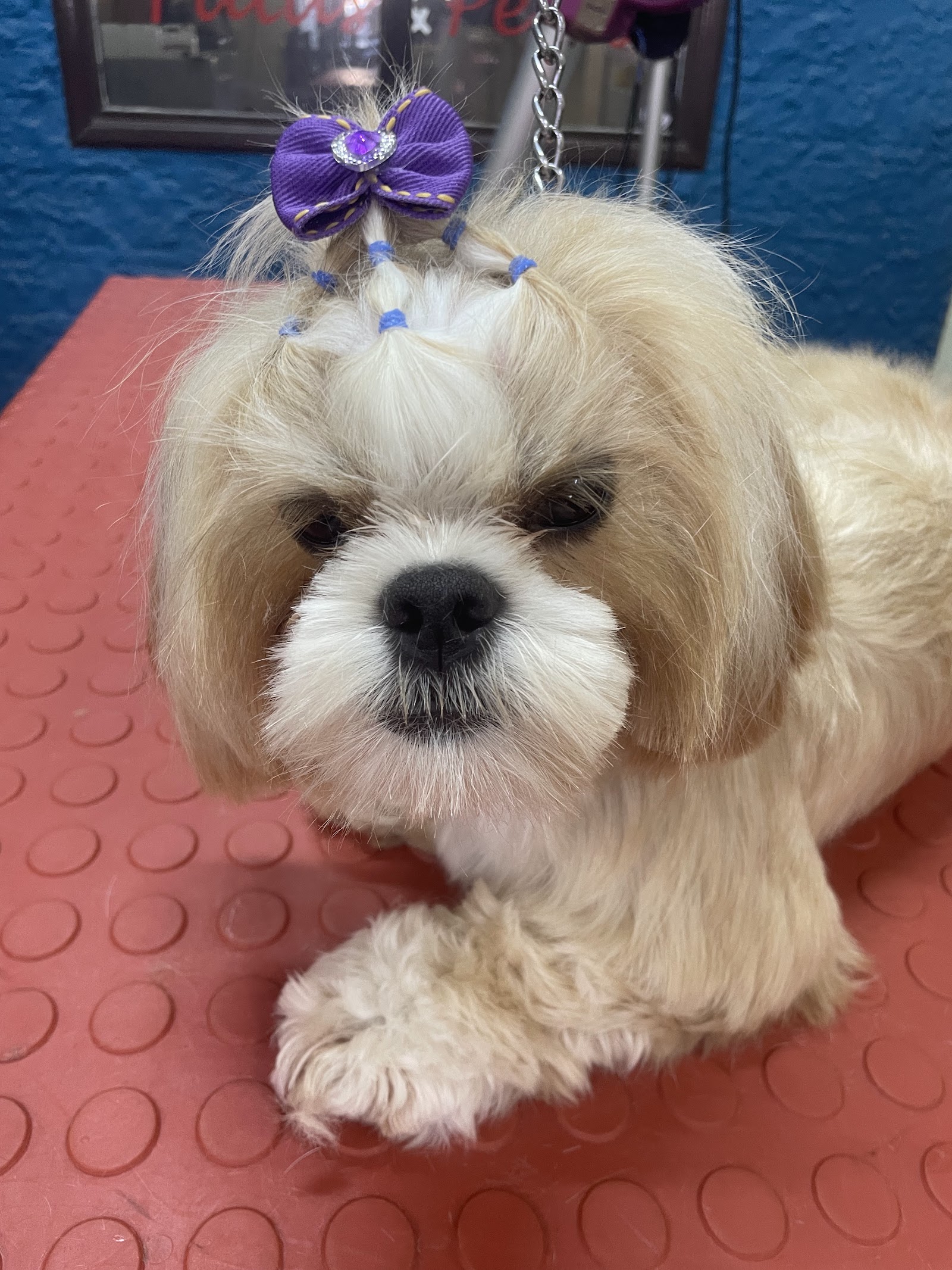 Perro shih tzu recién arreglado en Patas & Pelos